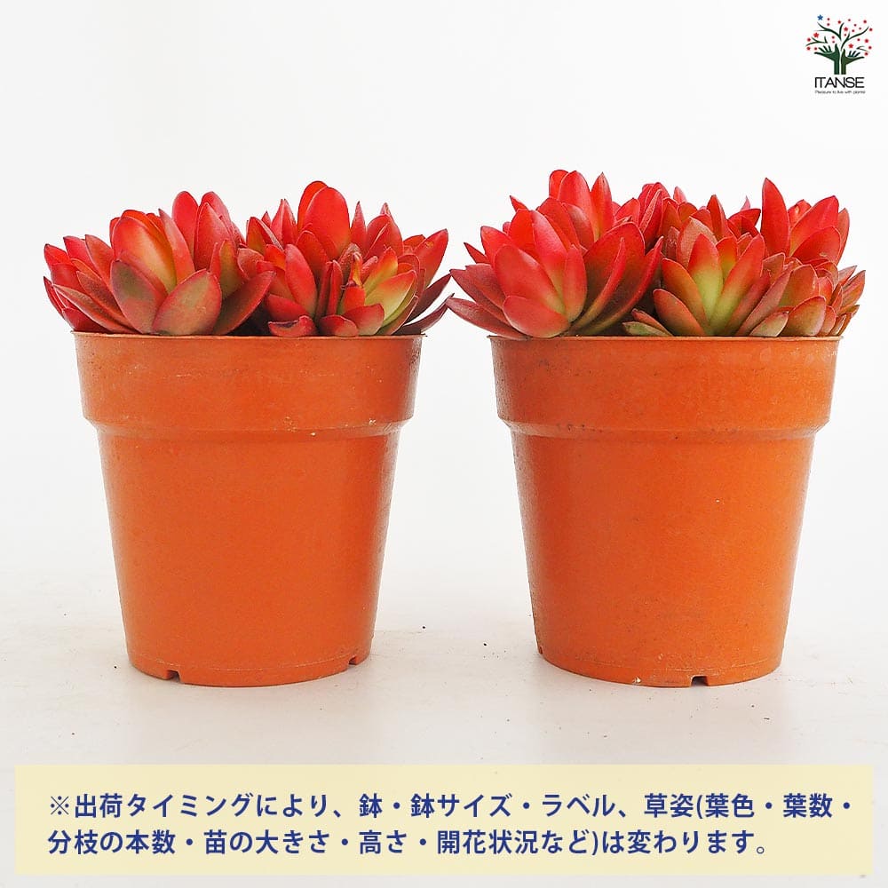 クラッスラ ヒマツリ 【多肉植物 3.5号】｜ 【植物のITANSE
