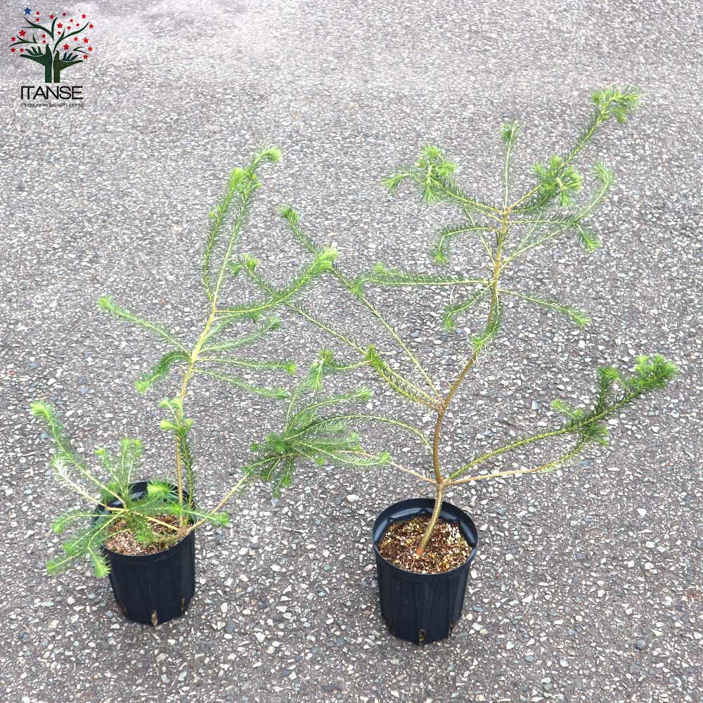 ヒースバンクシア (バンクシア・エリシフォリア)【庭木 5号スリット鉢