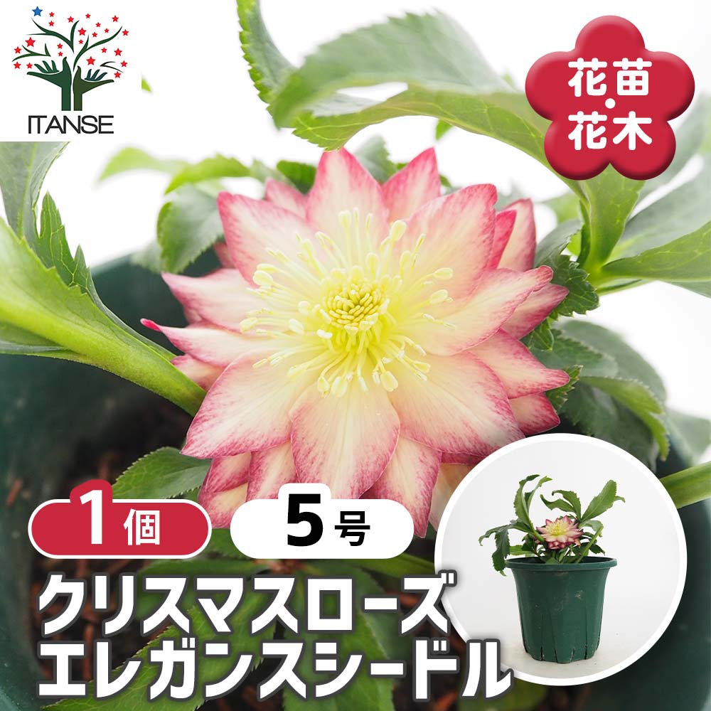 クリスマスローズ エレガンスシードル 【花苗 5号／1個売り】｜ 【植物
