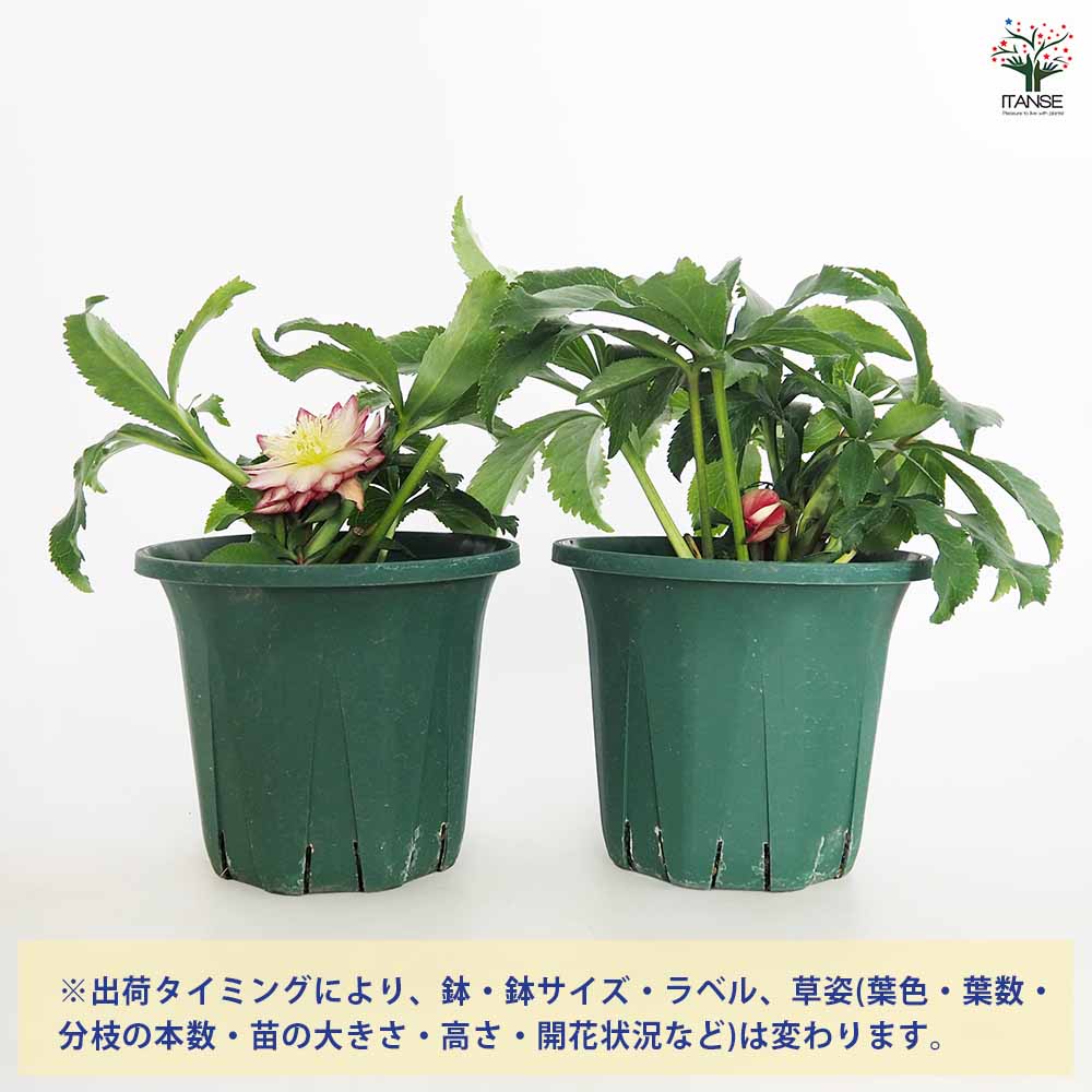 クリスマスローズ エレガンスシードル 【花苗 5号／1個売り】｜ 【植物