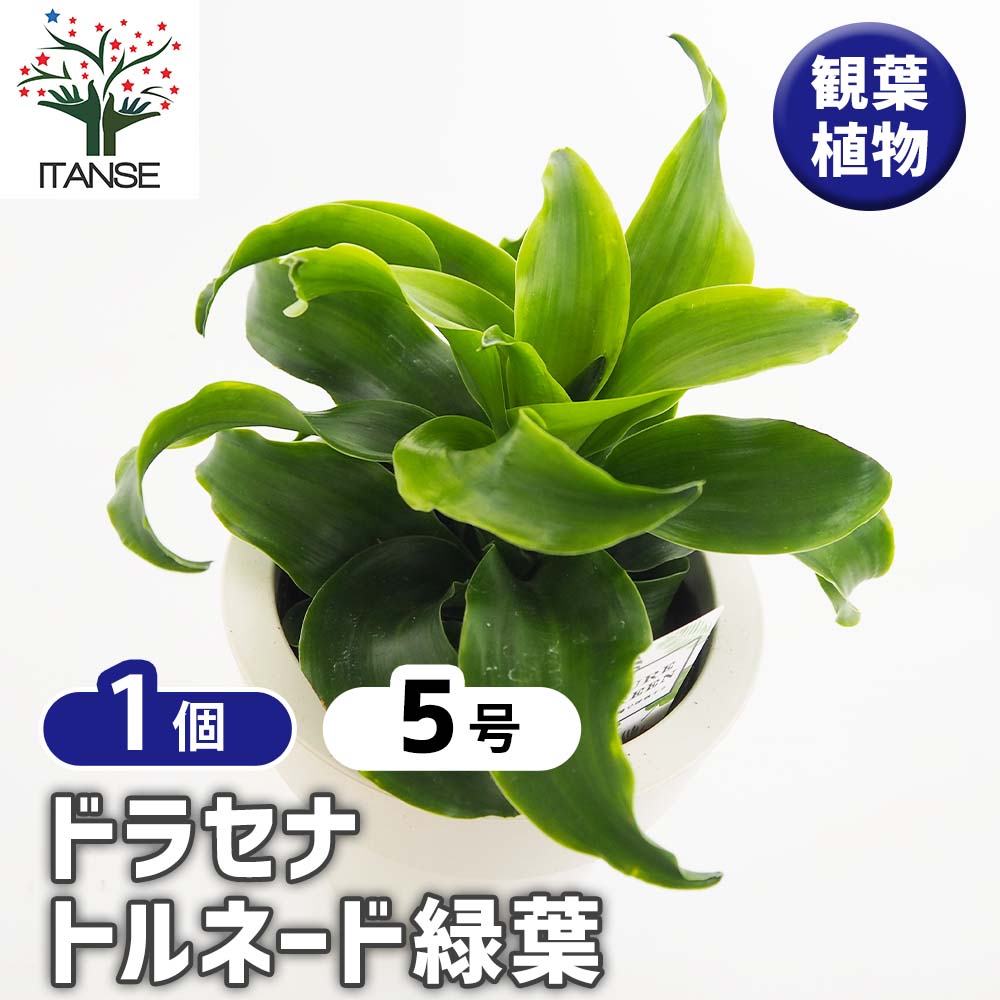 ドラセナ トルネード緑葉 【観葉植物 5号／1個売り】｜ 【植物の