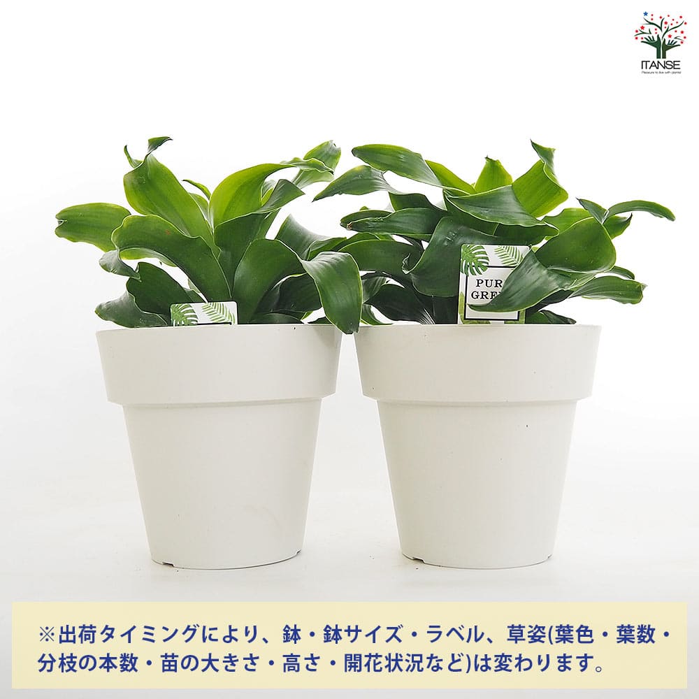 ドラセナ トルネード緑葉 【観葉植物 5号／1個売り】｜ 【植物の