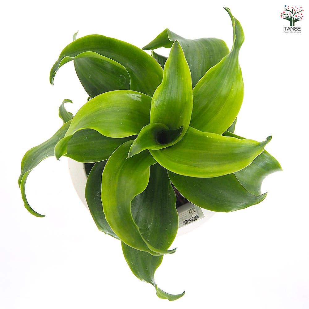 ドラセナ トルネード緑葉 【観葉植物 5号／1個売り】｜ 【植物の