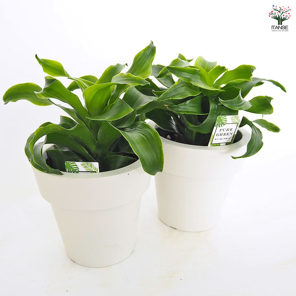 ドラセナ トルネード緑葉 【観葉植物 5号／1個売り】｜ 【植物の