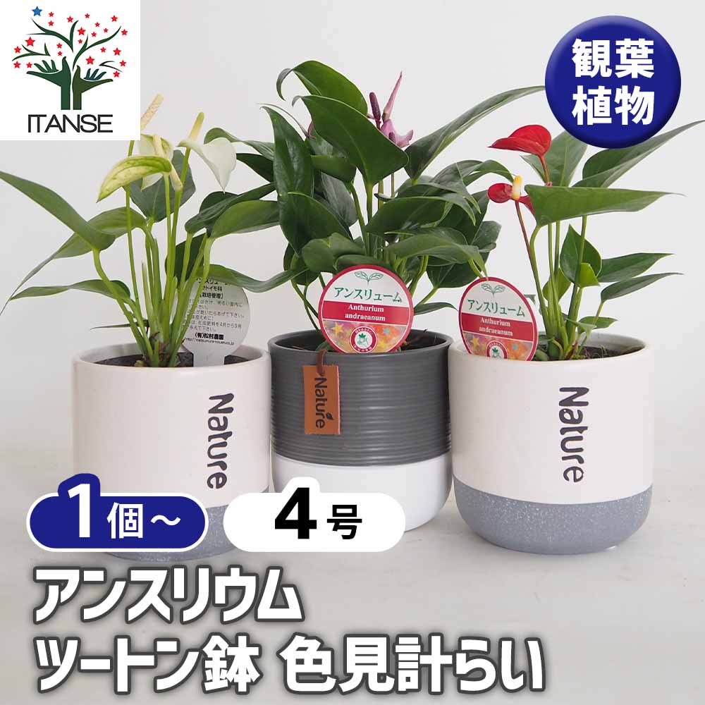 アンスリウム ツートン鉢 色見計らい 【観葉植物 4号】｜ 【植物の