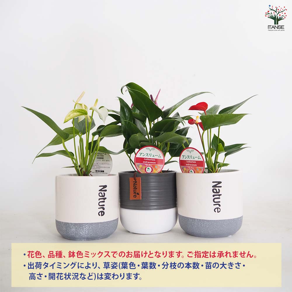 アンスリウム ツートン鉢 色見計らい 【観葉植物 4号】｜ 【植物の