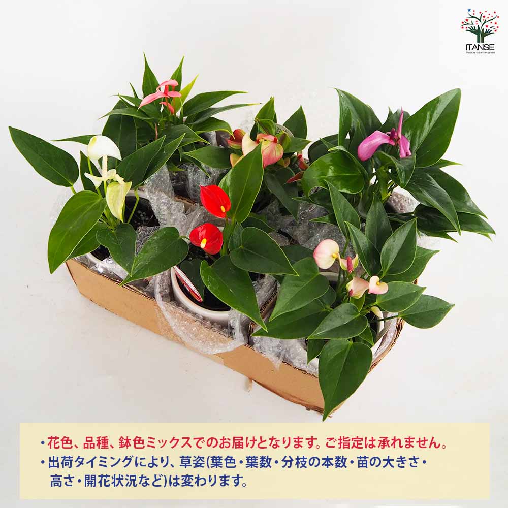 アンスリウム ツートン鉢 色見計らい 【観葉植物 4号】｜ 【植物の