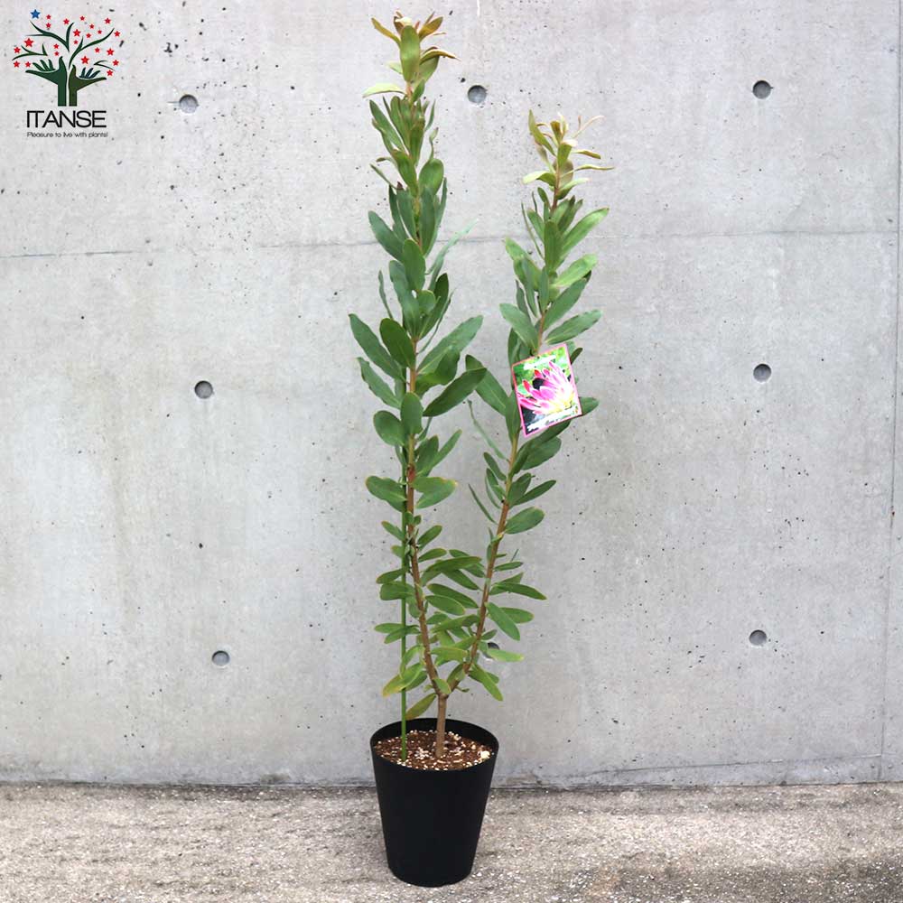 プロテア・エキシミア 花木苗【庭木 6号鉢大苗／1個売り】