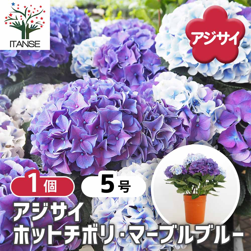 アジサイ ホットチボリ マーブルブルー 【花木苗 5号／1個売り