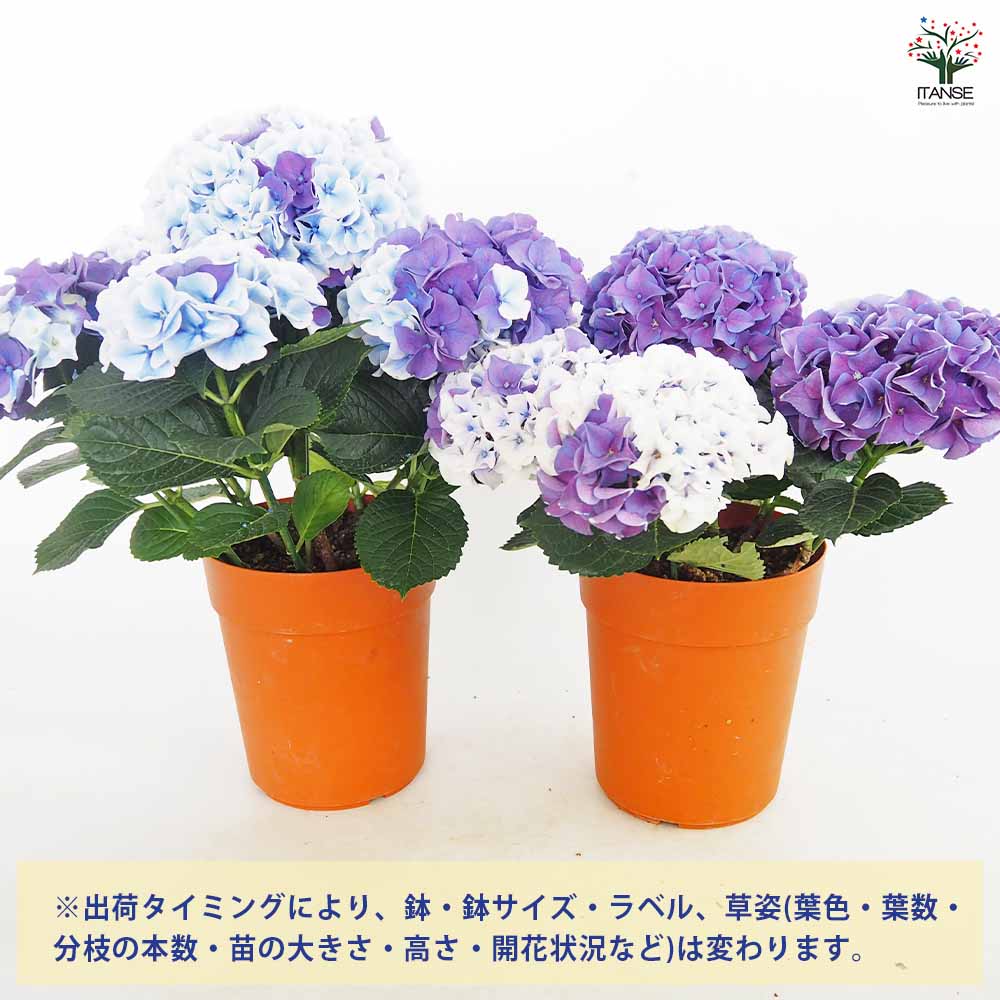アジサイ ホットチボリ マーブルブルー 【花木苗 5号／1個売り