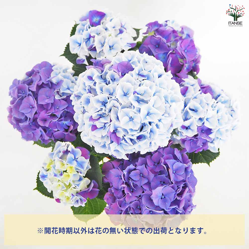 アジサイ ホットチボリ マーブルブルー 【花木苗 5号／1個売り