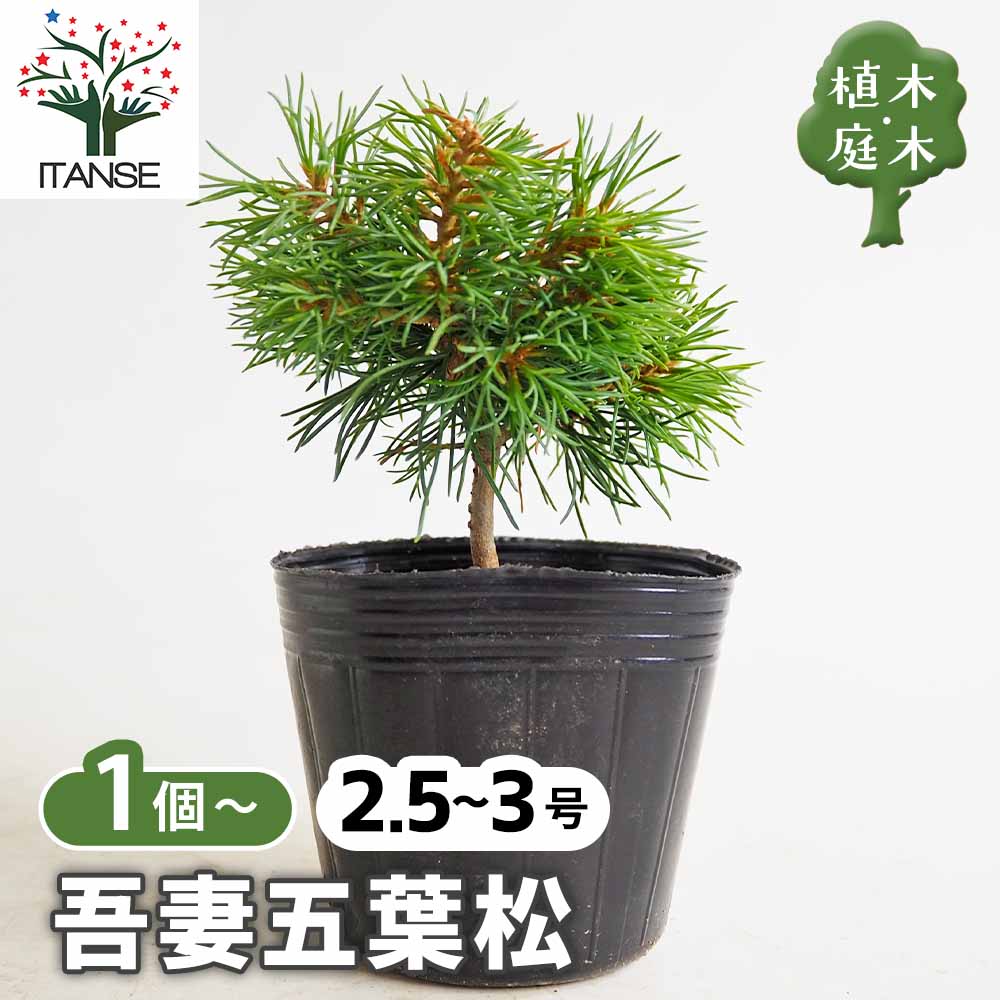 吾妻五葉松　かわり木 五葉松 吾妻五葉松 【庭木 2.5号】｜ 【植物のITANSE】全品送料