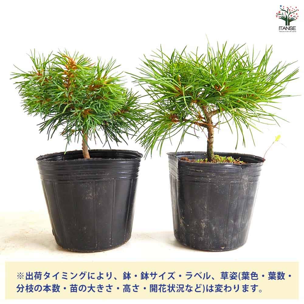 五葉松 吾妻五葉松 【庭木 2.5号】｜ 【植物のITANSE】全品送料