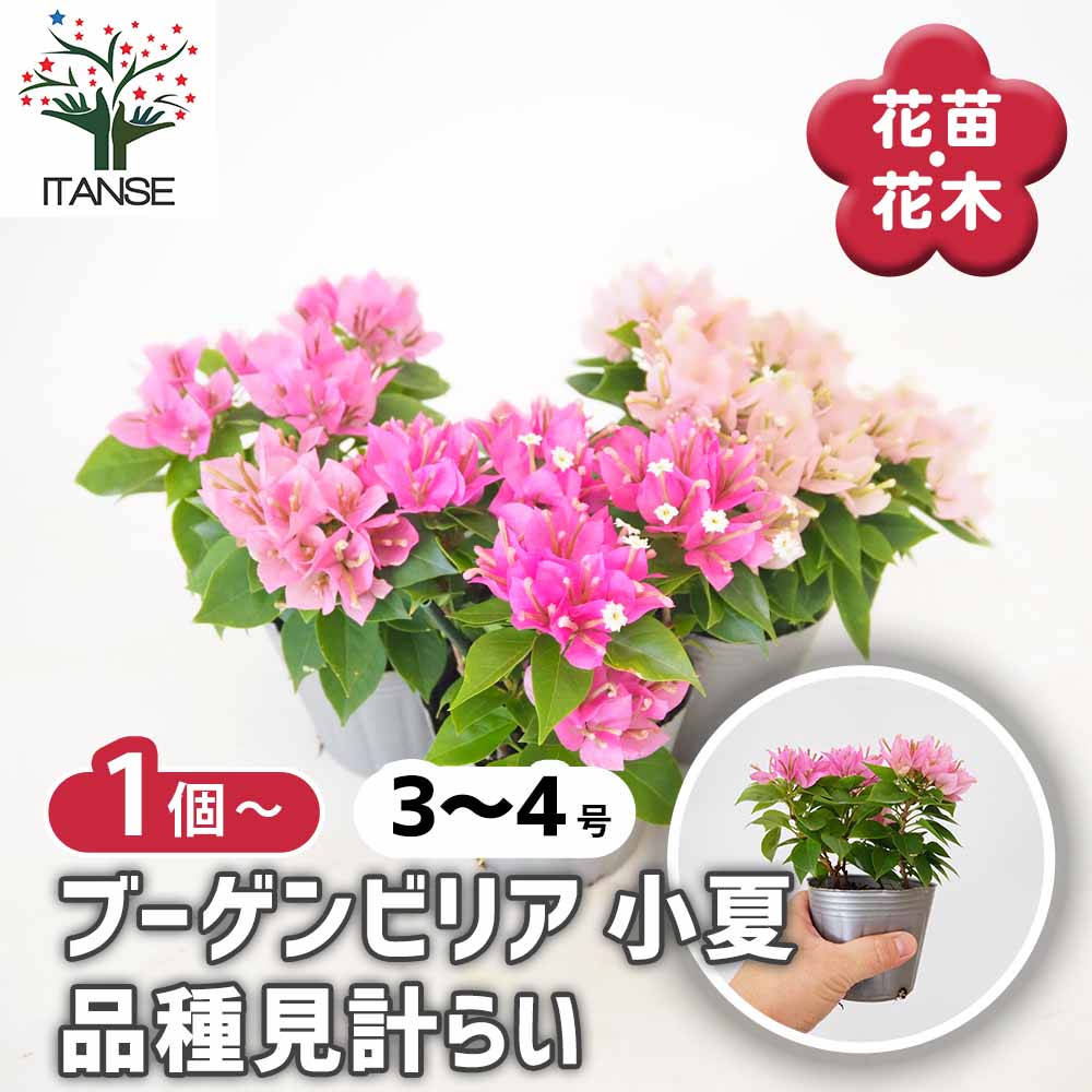 淡いピンクのブーゲンビリア 苗 希少種 超希少種 レア ブーゲンビリア 苗 多色咲き 超レア ブーゲンビリア