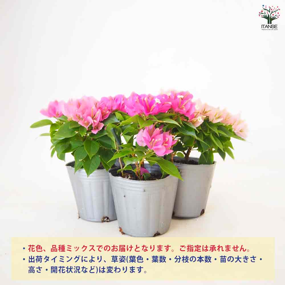 激レアブーゲンビリア苗 超稀少種 入手困難 花芽付き・開花が楽しめます♪ 苗 激レアブーゲンビリア苗 超稀少種 入手困難 花芽付き・開花が楽しめ