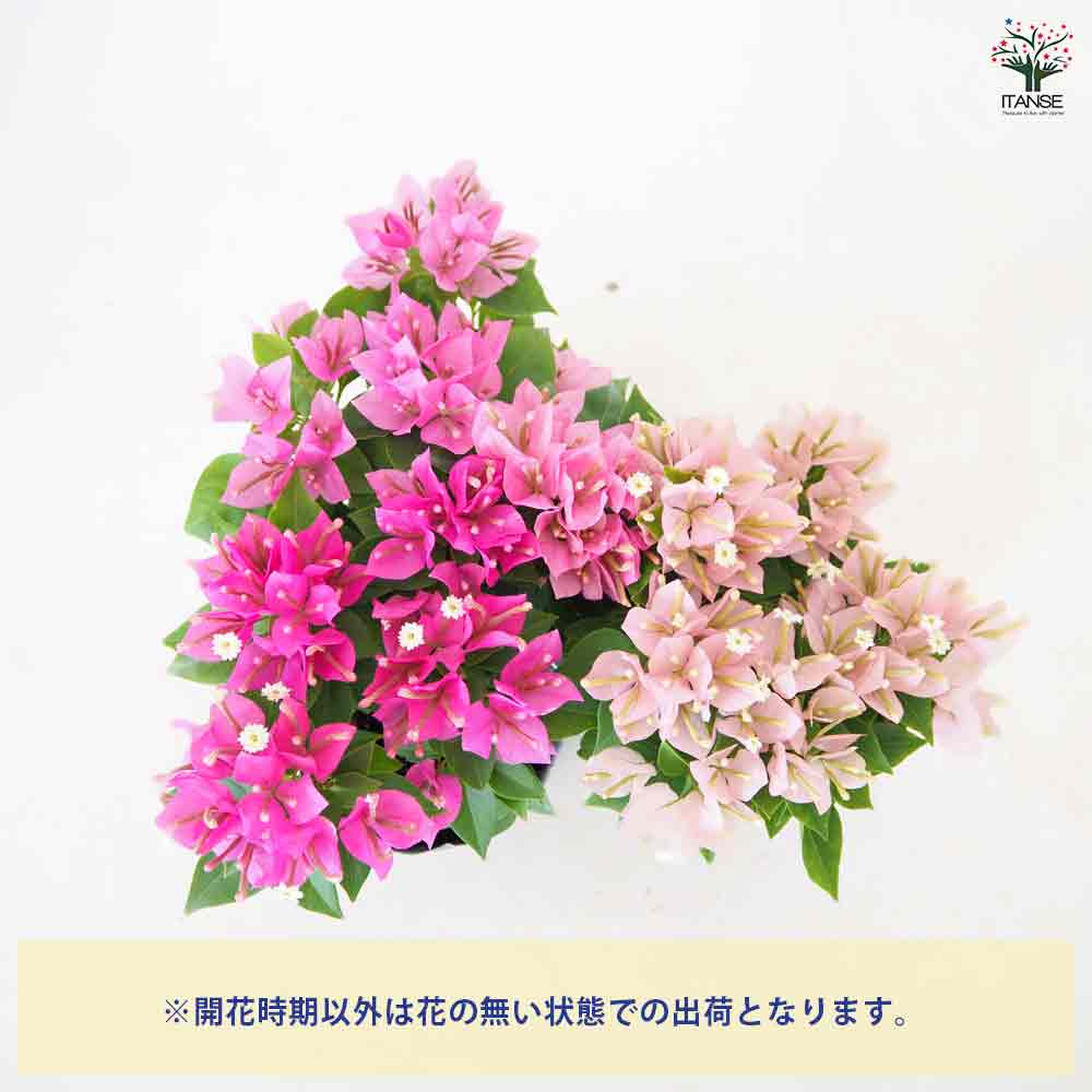 ブーゲンビリア 小夏 品種見計らい 【花苗 3号】｜ 【植物の
