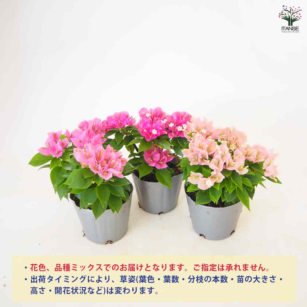 ブーゲンビリア 小夏 品種見計らい 【花苗 3号】｜ 【植物の