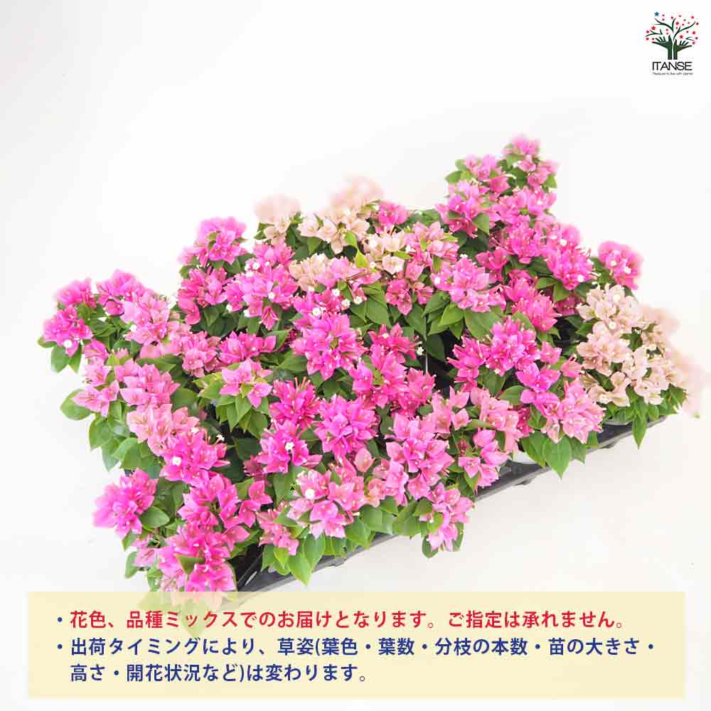 ブーゲンビリア 小夏 品種見計らい 【花苗 3号】｜ 【植物の