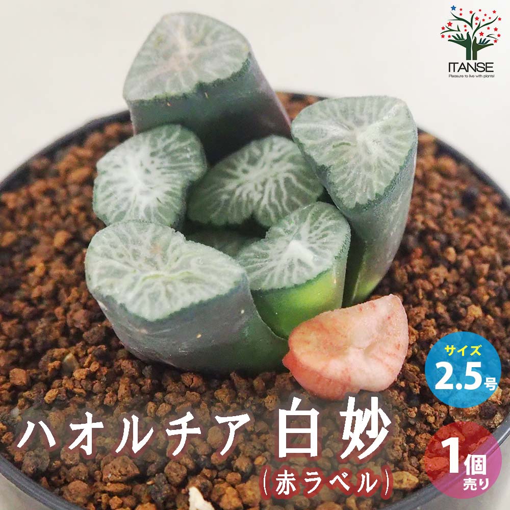 ハオルチア (赤) 白妙【多肉植物 2.5号鉢／1個売り】｜ 【植物の