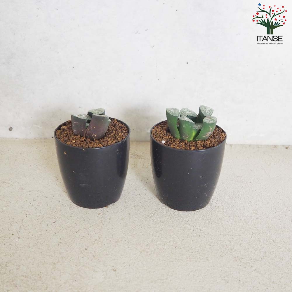 ハオルチア (赤) 白妙【多肉植物 2.5号鉢／1個売り】｜ 【植物の