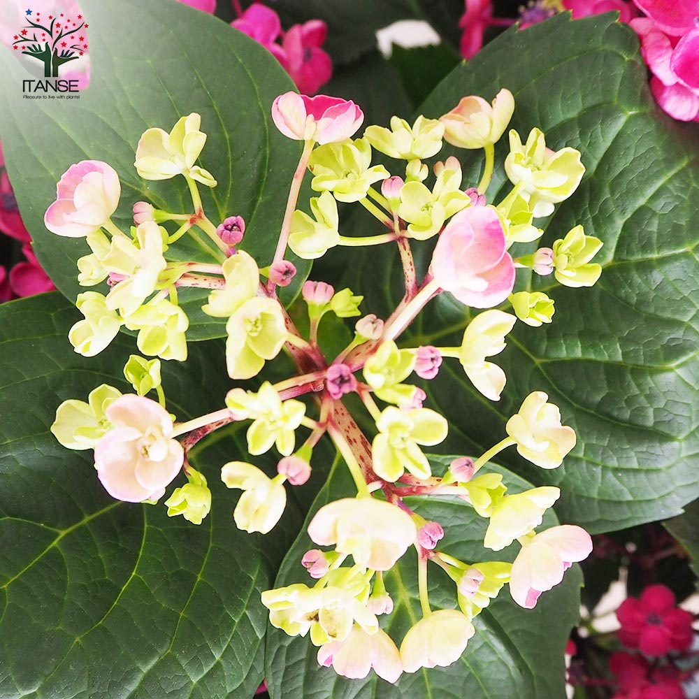 アジサイ 華あられ【花苗 5号鉢／1個売り】｜ 【植物のITANSE