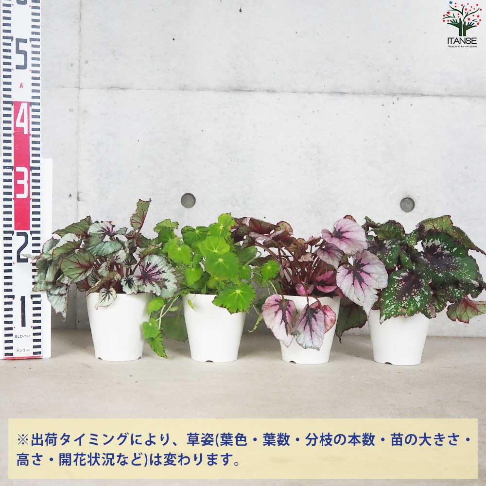 レックス ベゴニア 品種見計い【観葉植物 4号鉢／お買い得9個セット】