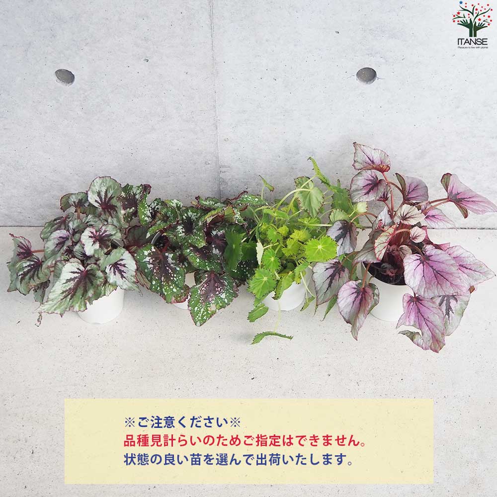 レックス ベゴニア 品種見計い【観葉植物 4号鉢／お買い得9個セット】