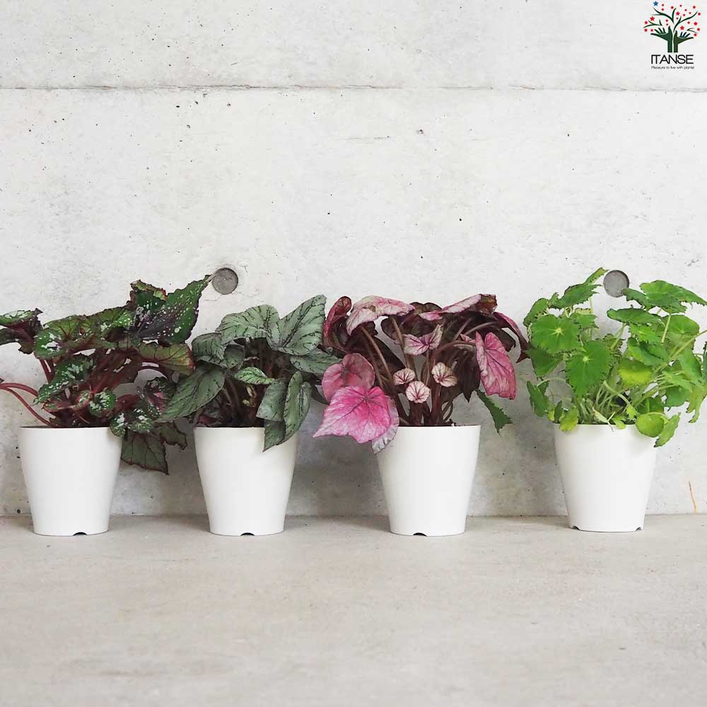 レックス ベゴニア 品種見計い【観葉植物 4号鉢／お買い得9個セット】
