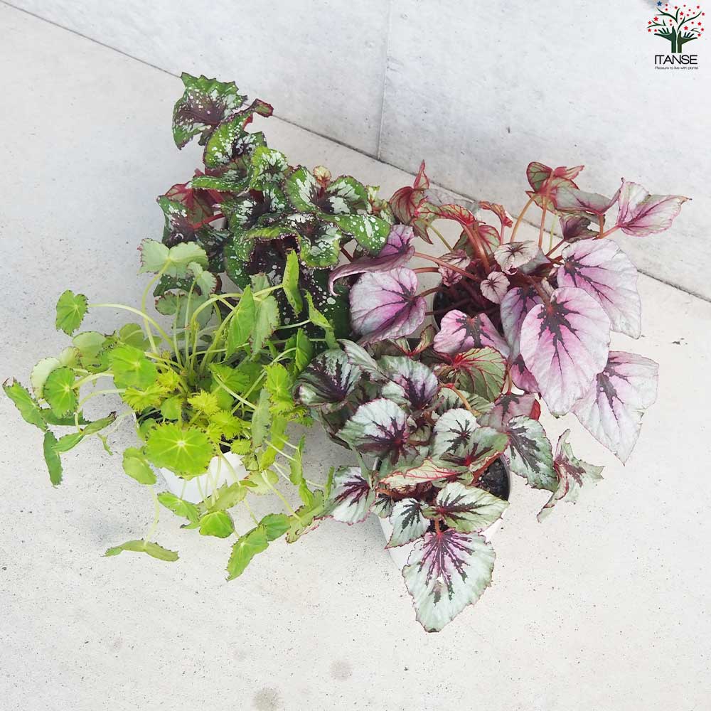 レックス ベゴニア 品種見計い【観葉植物 4号鉢／お買い得9個セット】