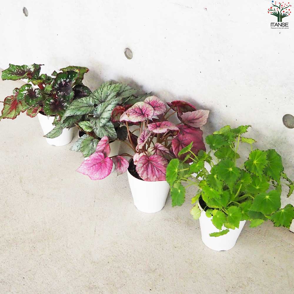 レックス ベゴニア 品種見計い【観葉植物 4号鉢／お買い得9個セット