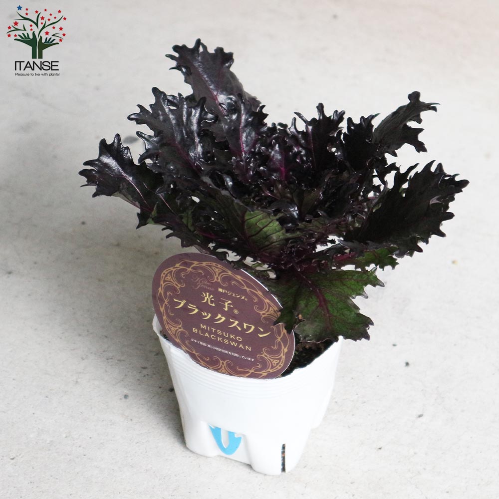 葉ボタン ブラックスワン(神戸ジェンヌ・光子)【花苗 3.5号ポット苗