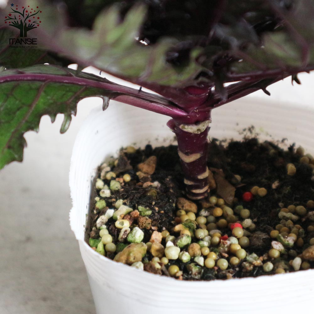 【花苗】ミニ葉ボタン ジュエリーシリーズ BLACK LEAF おまけ種子付き 葉ボタン ブラックパール(神戸ジェンヌ・光子)【花苗 3.5号ポット苗