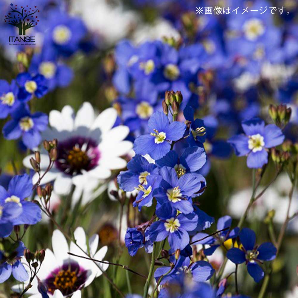 ヘリオフィラ・ブルー【花苗 3号ポット苗】｜ 【植物のITANSE