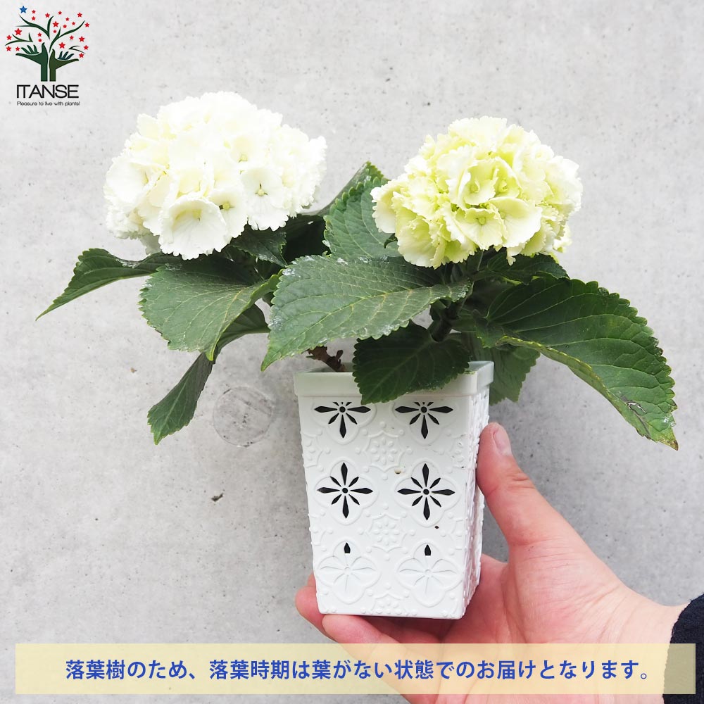 キッチンアジサイ 底面給水鉢／花色ミックス見計い2個～【花苗 3.5号