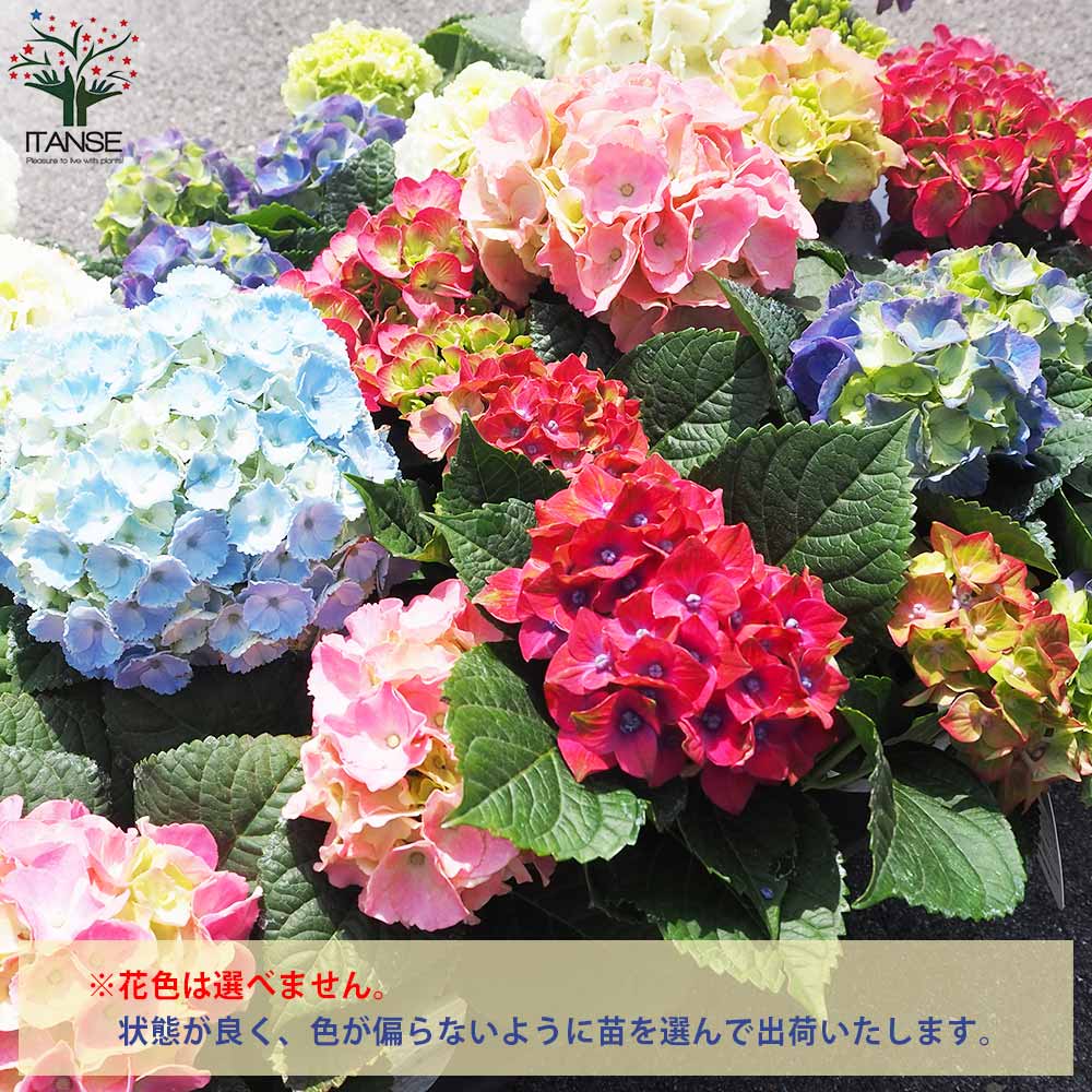 キッチンアジサイ 底面給水鉢／花色ミックス見計い2個～【花苗 3.5号