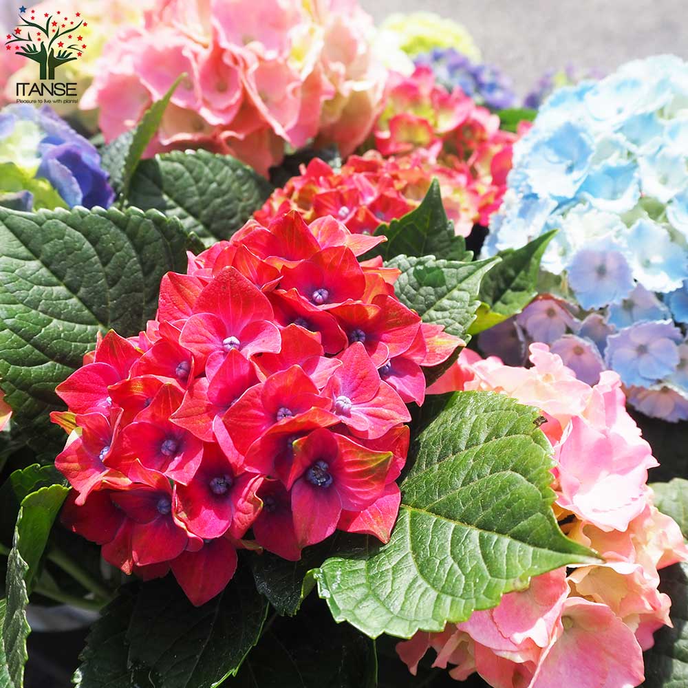 紫陽花苗5号鉢【来季用】/底面給水 アジサイ ラグーン 栽培用苗木 5号底面給水鉢 : 金井園芸 - 通販