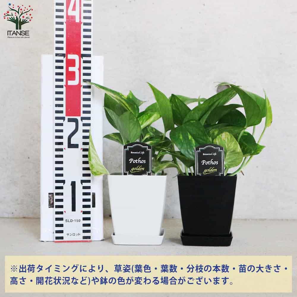 ポトス ゴールデン【観葉植物 角鉢4号】｜ 【植物のITANSE