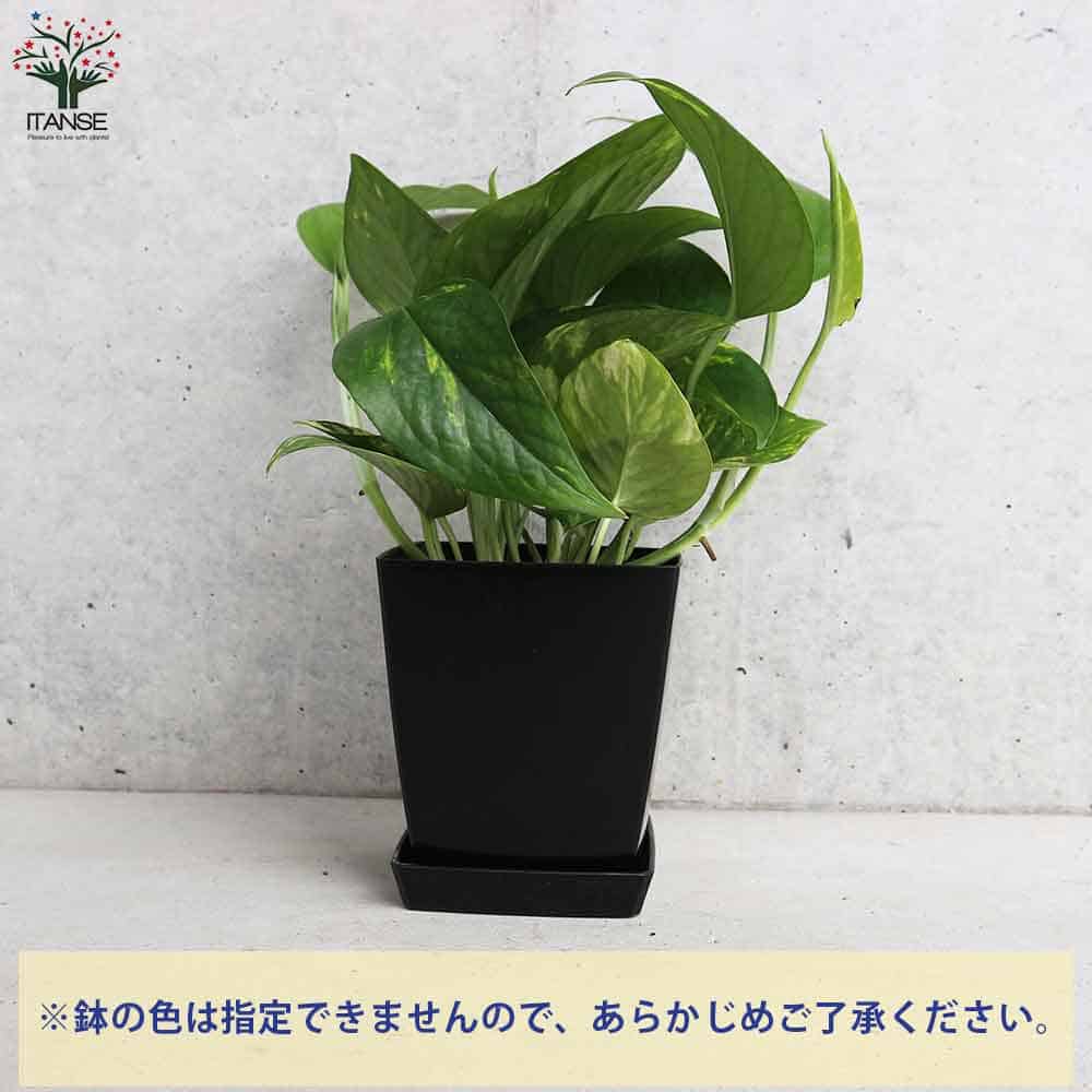 ポトス ゴールデン【観葉植物 角鉢4号】