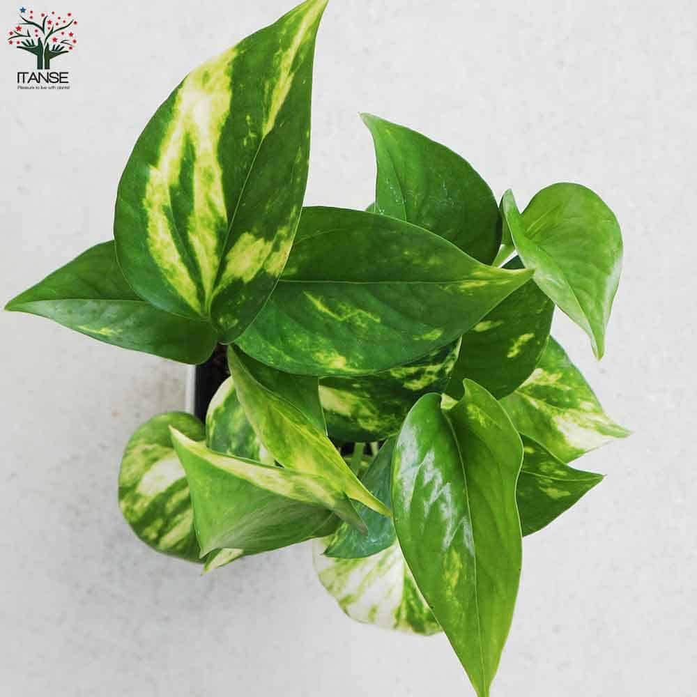 ポトス ゴールデン【観葉植物 角鉢4号】