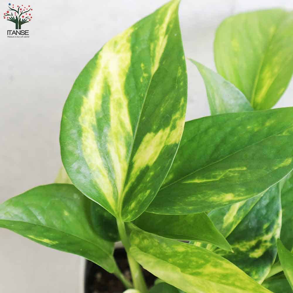 ポトス ゴールデン【観葉植物 角鉢4号】｜ 【植物のITANSE】全品