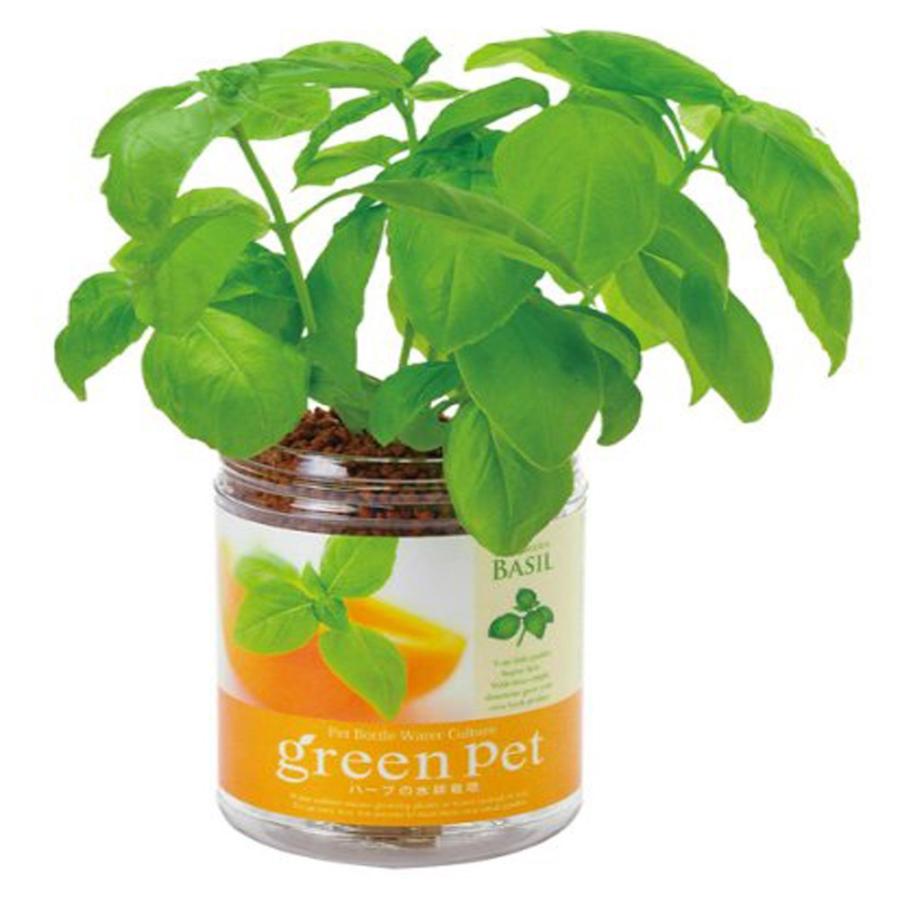 グリーンペット スイートバジル1個【窓辺で育てる水耕栽培セット】