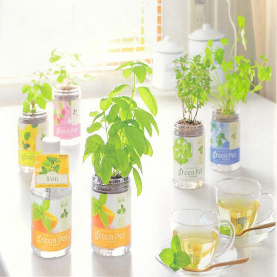 グリーンペット スイートバジル1個【窓辺で育てる水耕栽培セット】