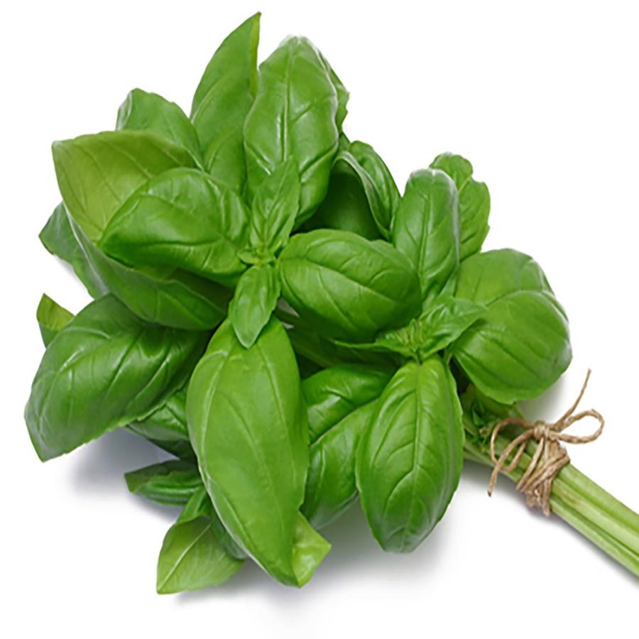 グリーンペット スイートバジル1個【窓辺で育てる水耕栽培セット】