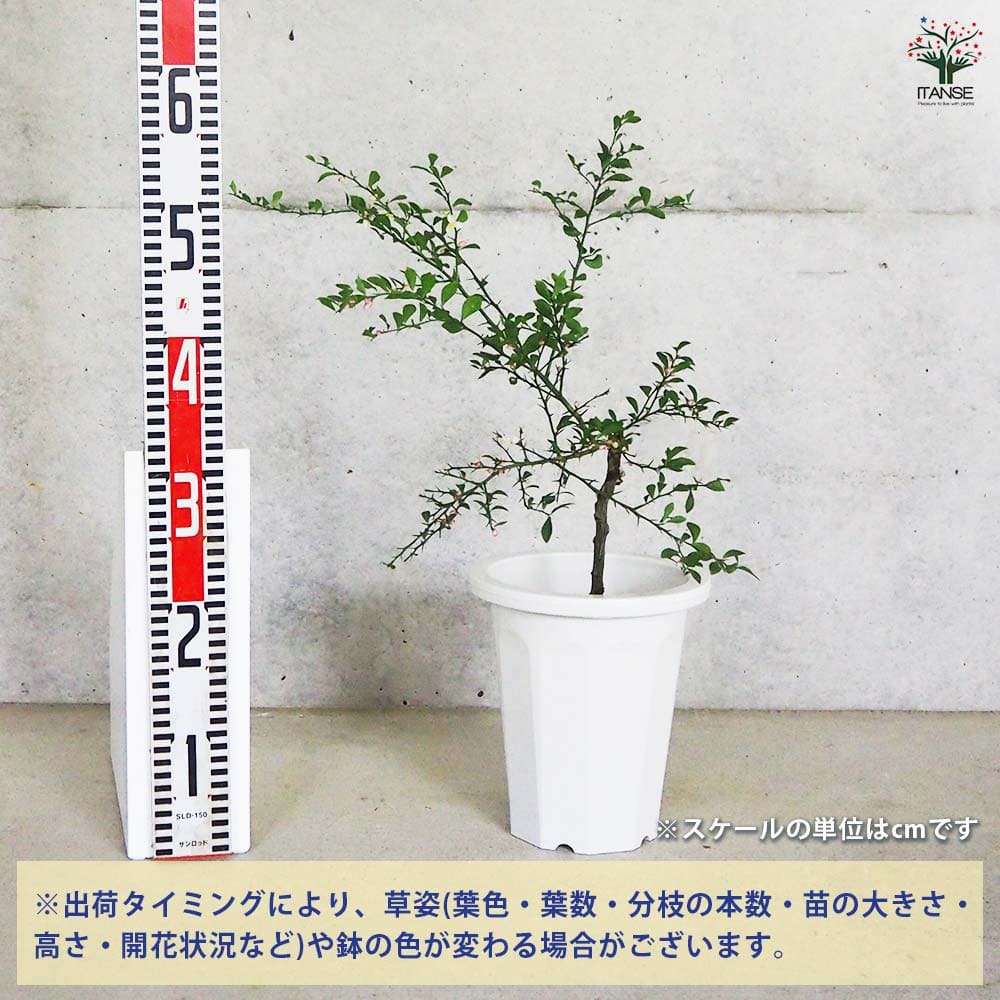 フィンガーライム レインフォレスト 【果樹の苗木 6号鉢／1個売り】