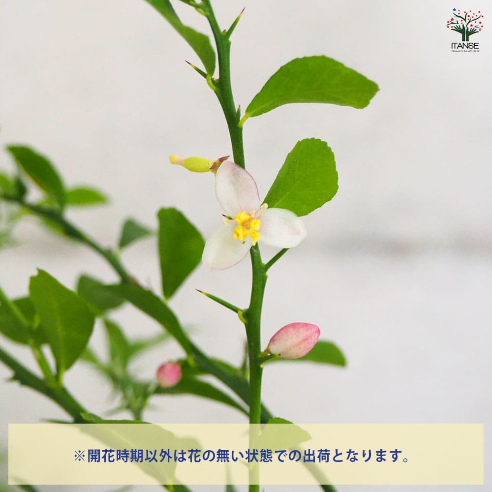 フィンガーライム レインフォレスト 【果樹の苗木 6号鉢／1個売り】