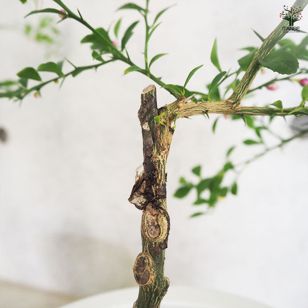 フィンガーライム レインフォレスト 【果樹の苗木 6号鉢／1個売り】