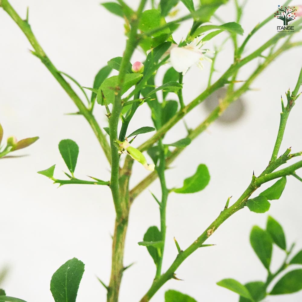 フィンガーライム レインフォレスト 【果樹の苗木 6号鉢／1個売り】