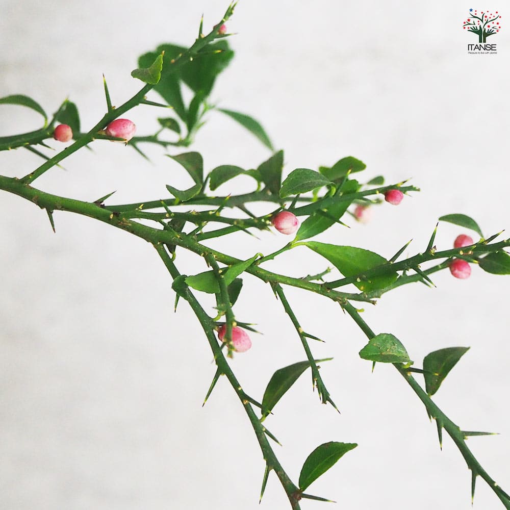 フィンガーライム レインフォレスト 【果樹の苗木 6号鉢／1個売り】