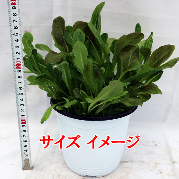 「グリーン&レッドロメインレタス(2色ミックス コスレタス)の大苗サラダに使える人気のコスレタス(縦長葉リーフレタス)を繰り返し何回も収穫可能。室内・戸外栽培用大苗 肥料付きこれだけでOKシリーズ」【野菜苗15cm硬質ポット大苗 1個売り】