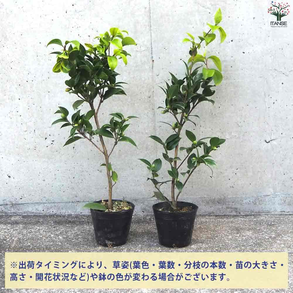 椿(つばき)の苗木 ブラックレース 【花木苗 4号ポット／1個売り